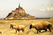 Mt-St-Michel-Moutons